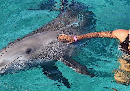 Swimming with Dolphins